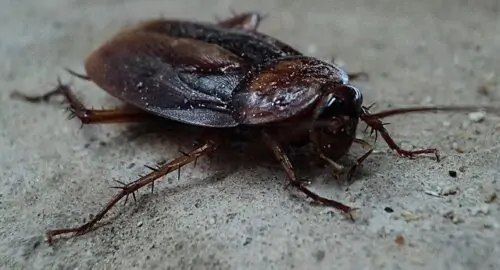 Does Bleach Kill Cockroaches: Truth Or Sham?